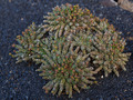 Euphorbia Woodii IMG_2802 